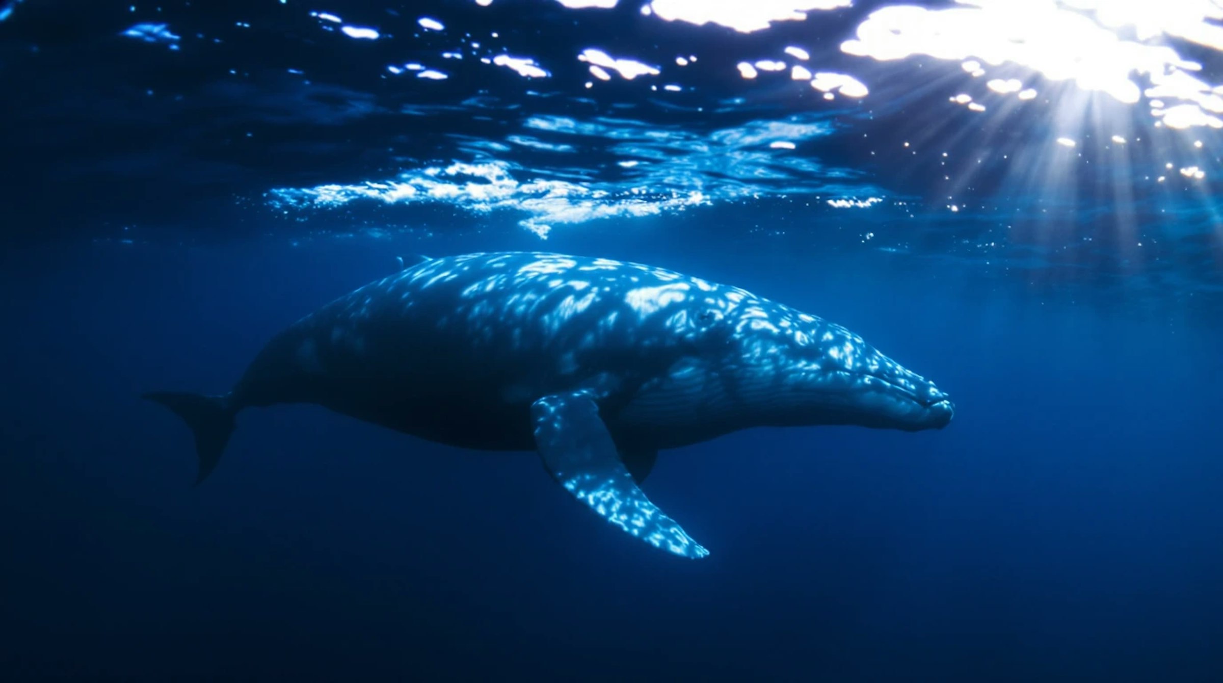 Whale underwater, representing ideas with depth